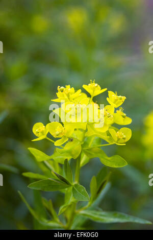 Euphorbia Blumen in einer Blumenwiese. Stockfoto