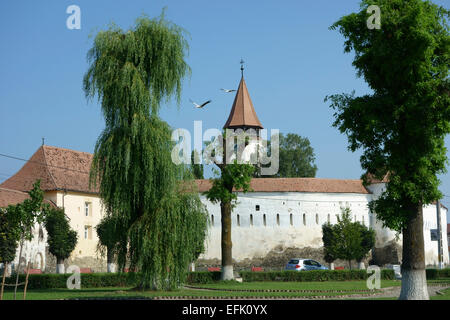 Störche fliegen vor der Prejmer stärkt Kirche, Siebenbürgen, Rumänien Stockfoto