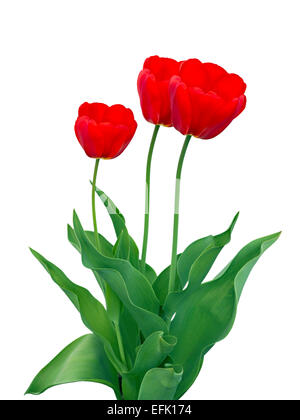 Drei rote Tulpen isoliert auf weißem Hintergrund Stockfoto