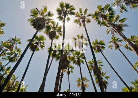 Mexikanische Fächerpalme Hain (Washingtonia Robusta), Baja California Sur in der Nähe von Las Palmas Strand in der Nähe von Todos Santos Stockfoto