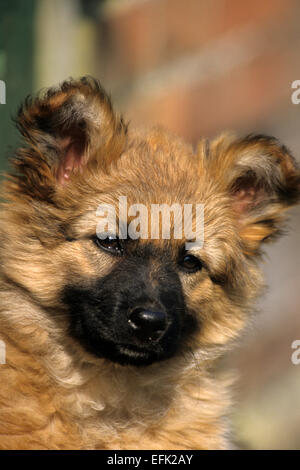 Hund, Harzer Fuchs, Harzer Fuchs Welpe, Porträt Stockfoto