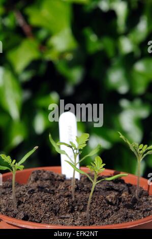 Maskotka Cherry Tomaten Setzlinge in einen Plastiktopf. Stockfoto