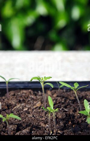 Ailsa Craig Tomate Sämling in Kunststoff Anzuchtkasten. Stockfoto