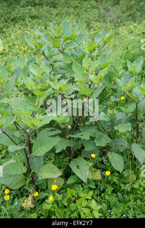 Tollkirsche: Atropa Bella-Donna. In Blüte. Stockfoto