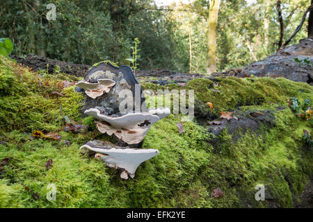 Südlichen Halterung Pilz: Ganoderma Australe. Neue Probe wachsen im rechten Winkel auf alte nach Baum gefallen ist. Stockfoto