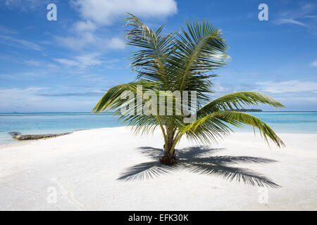 Einsame Palme auf einem paradiesischen Strand auf Kandooma Maldives Stockfoto