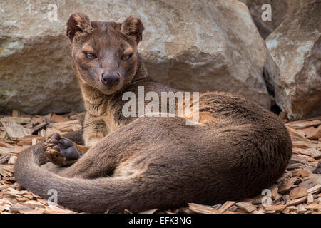 Fossa Stockfoto