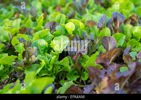 Multi farbige Blattsalat im Garten wächst. Stockfoto