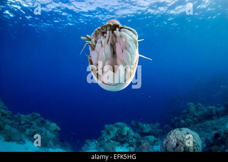 Nautilus (Nautilus Belauensis), Palau, Mikronesien, Pazifik Stockfoto