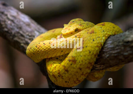 Die gelben Eyelash Viper (Bothriechis Schlegelii) Stockfoto