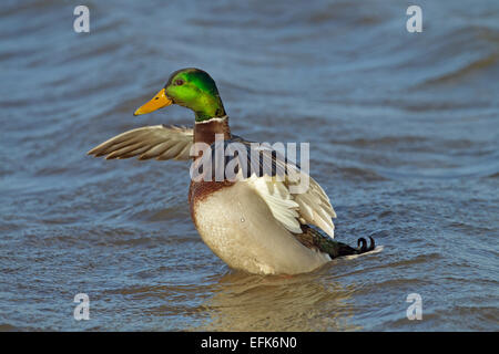 Männliche Stockente oder Drake Anus platyrhyncha Flügel flattern Stockfoto