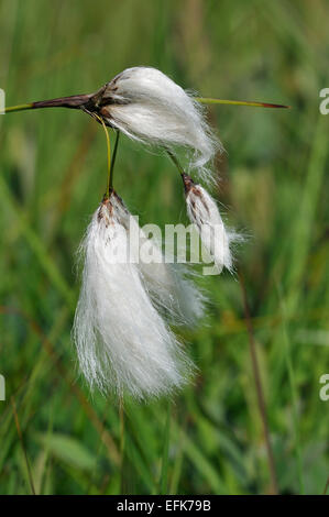 Gemeinsamen Wollgras - Wollgras Angustifolium Pflanze sumpfiges Grasland Stockfoto