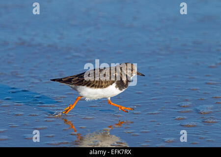 Turnstone Arenaria interpres auf tideline Stockfoto