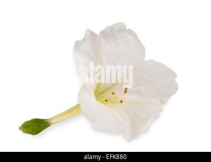 04:00 Blume isolierten auf weißen Hintergrund Stockfoto