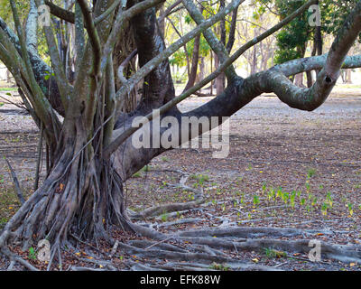 Stelzenläufer Wurzel wachsende Unterstützung Baum im Regenwald Stockfoto