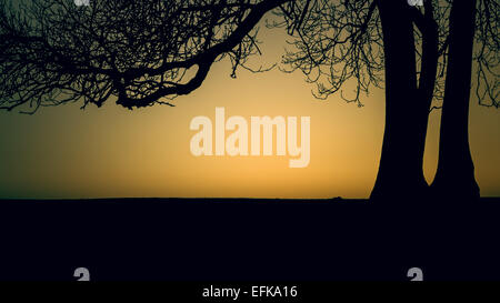 Sonnenuntergang Silhouette - eine Silhouette eines alten Baumes gegen das Licht auf den letzten Sonnenuntergang, dies wurde über Farmland erschossen Stockfoto