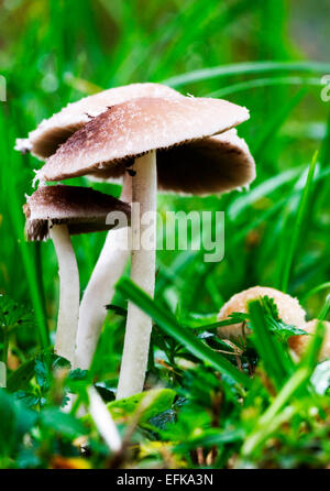Schuss zu einer Familie von Wiese Pilze in der Nähe von Stockfoto