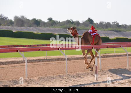 Kamel läuft in einem Kamelrennen in Abu Dhabi Stockfoto