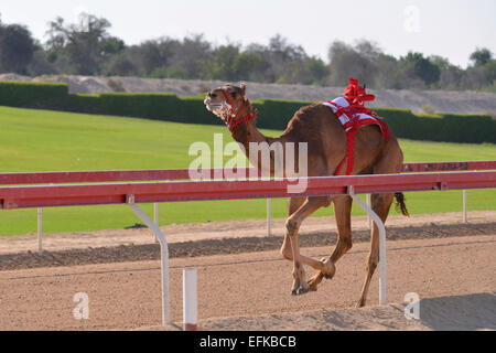 Kamel läuft in einem Kamelrennen in Abu Dhabi Stockfoto