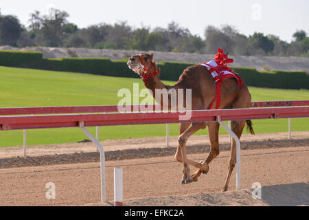 Kamel läuft in einem Kamelrennen in Abu Dhabi Stockfoto