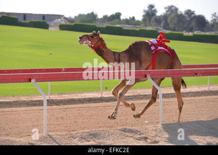 Kamel läuft in einem Kamelrennen in Abu Dhabi Stockfoto