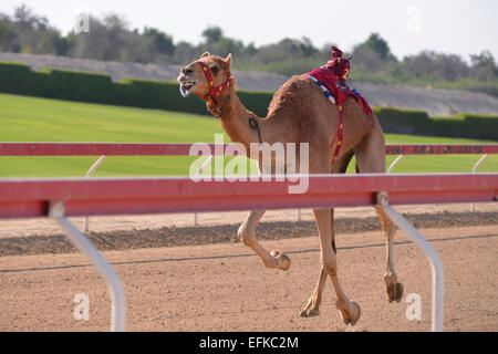 Kamel läuft in einem Kamelrennen in Abu Dhabi Stockfoto