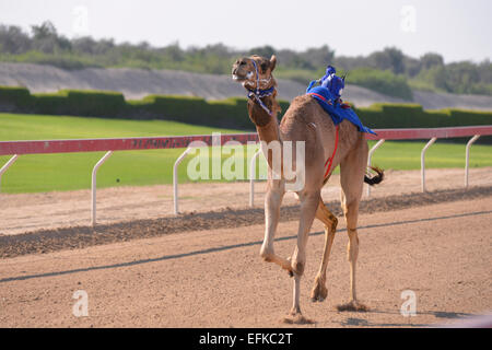 Kamel läuft in einem Kamelrennen in Abu Dhabi Stockfoto