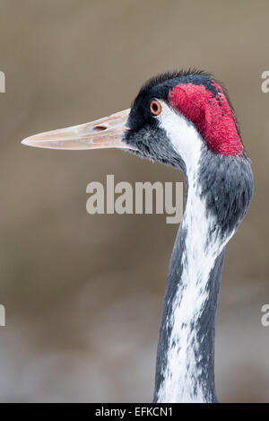 Kranich, Grauer Kranich Grus Grus, Stockfoto