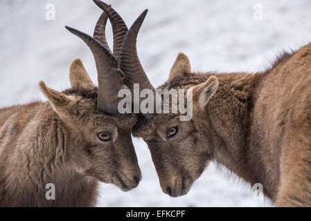 Alpensteinbock, Capra Ibex, Alpensteinbock, zwei junge Steinböcke kämpfen die Stockfoto