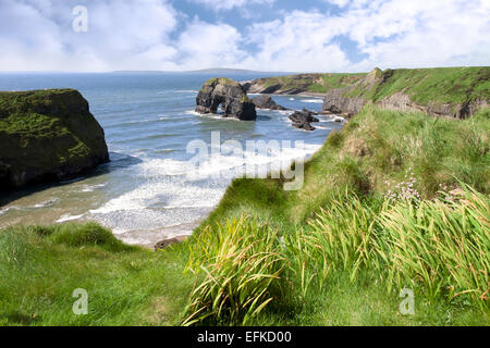 ein Blick von den Klippen in Ballybunion county Kerry Irland der Jungfrau Felsen und die Küste Stockfoto