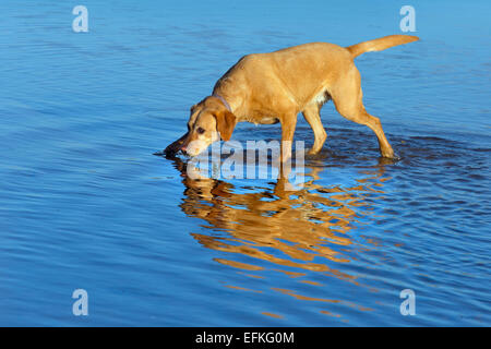 Gelber Labrador Norfolk Strand entlang laufen Stockfoto