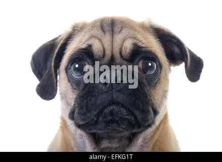 Nahaufnahme Gesicht Kopfschuss von Mops Hund weint mit Riss im rechten Auge, Studio gedreht auf weißem Hintergrund Stockfoto