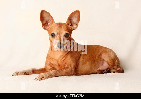 Zwergpinscher entspannen auf weißem Hintergrund Stockfoto
