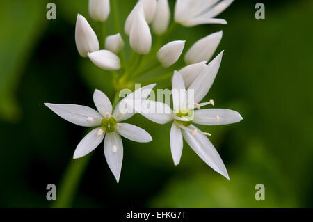 Bärlauch, oder Bärlauch, (Allium Ursinum) Blüte in Wäldern am Sandside in Cumbria. Mai. Stockfoto