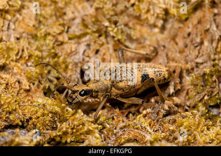 Black-spotted Longhorn Beetle (Rhagium Mordax), Erwachsene, getarnt wunderschön gegen Moos am Gang Schubkarren National Natur Rese Stockfoto