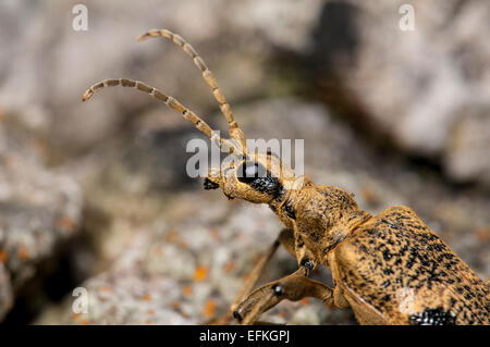 Black-spotted Longhorn Beetle (Rhagium Mordax), Erwachsene, Kopf und Schultern Nahaufnahme am Gang Schubkarren National Nature Reserve in Cu Stockfoto