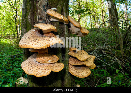 Große und weitläufige Fruchtkörper Dryade Sattel (Polyporus an) wächst auf stehende Totholz im Hale in Cumbria. Ma Stockfoto