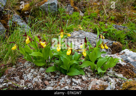 Frauenschuh-Orchideen (Cypripedium Calceolus) Blüte am Gang Schubkarren National Nature Reserve in Cumbria. Mai. Captive Auslandseinkommen Stockfoto