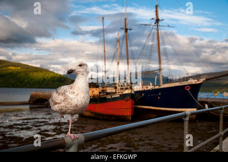 Silbermöwe (Larus Argentatus) juvenile im ersten Winter Gefieder stehen auf einem Bein auf das Geländer im Hafen von Inveraray, Loch Stockfoto