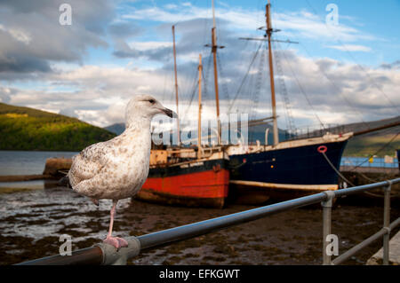 Silbermöwe (Larus Argentatus) juvenile im ersten Winter Gefieder stehen auf einem Bein auf das Geländer im Hafen von Inveraray, Loch Stockfoto