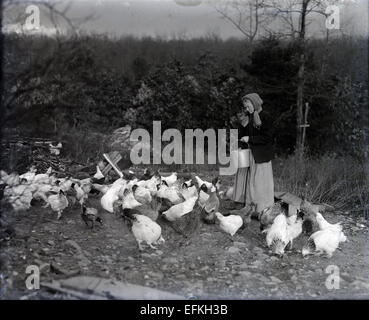 Antike 1903 Foto feeds alte Hühner (und 1 Ente) in einer ländlichen Lage, wahrscheinlich New Hampshire, USA. Stockfoto