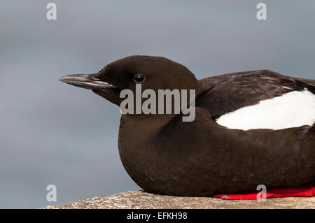 Black Guillemot (Cepphus Grylle) Kopf und Schultern von einem Aduly thront auf der Hafenmauer in Oban, Argyll, Schottland. Mai. Stockfoto