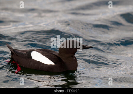 Black Guillemot (Cepphus Grylle) Erwachsenen Schwimmen im Hafen von Oban, Argyll, Schottland. Mai. Stockfoto