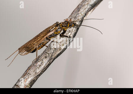 Großen Steinfliegenmuster (Perlodes Microcephala) stieg auf einen Zweig an den Ufern des Flusses Moriston knapp unterhalb Loch Cluanie, Inverness- Stockfoto