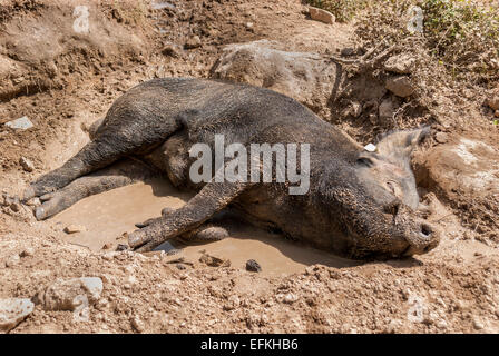 Cochon dorment dans la boue sur la route du col de vergio corse Frankreich Stockfoto