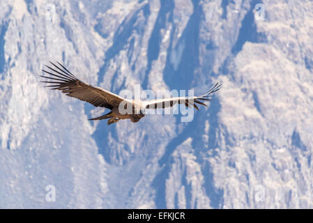 Andenkondor, fliegen in den Colca Canyon in der Nähe von Arequipa, Peru Stockfoto