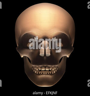 Schädel auf schwarzem Hintergrund mit Clipping-Pfad enthalten. Stockfoto