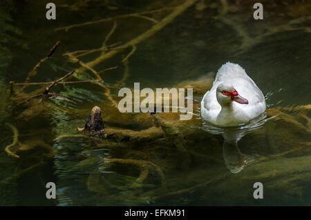 Canard de Barbarie Dans cascade de Sillans Var Frankreich 83 Stockfoto