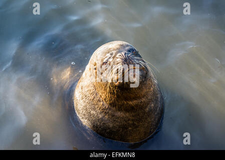 Seelöwen im Wasser in Coquimbo, Chile Stockfoto