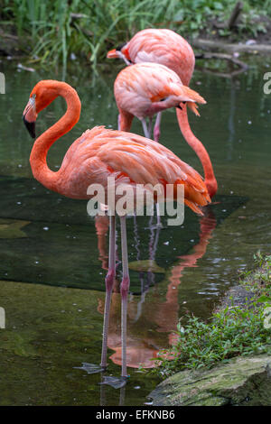 Rosa Flamingo Stockfoto